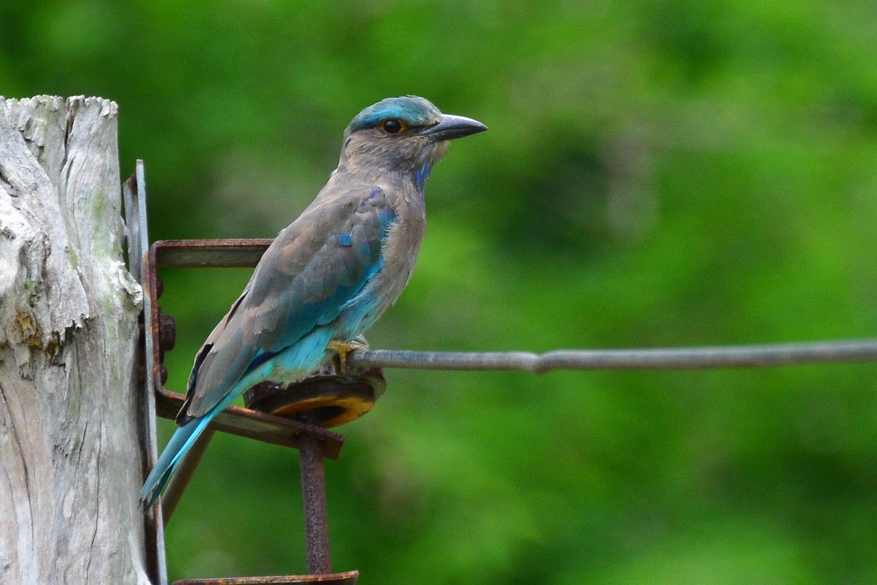 Coracias affinis